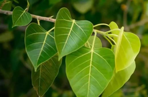 Which gods reside on the Peepal tree?